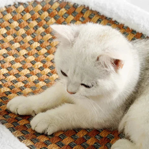 Cat Scratching Bed