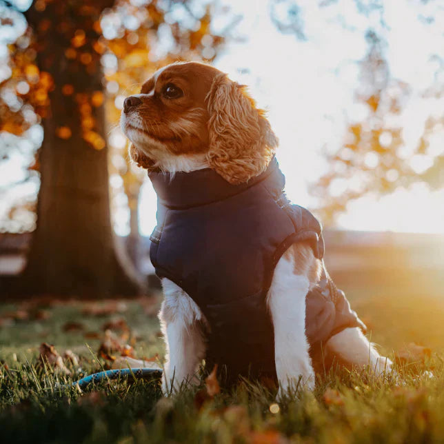 Dog Coat with Full Body Protection and Built-In Harness
